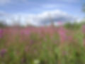 Dan's Camera 126.JPG