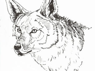 Coyotes and Owls
