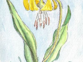 FEATURED NATURALIST INTERVIEW:                                     JACK GREENE