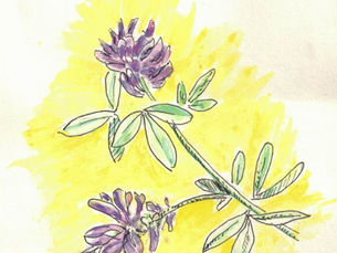An illustration of alfalfa