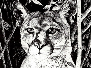 PREDATION - (HUNTING)