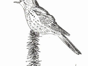 HERMIT THRUSH