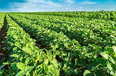 plantação de café com fertiliza 100 % orgânico