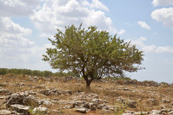 foto di Giovanni Franco