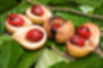Nutmeg fruits with red mace on green leaves