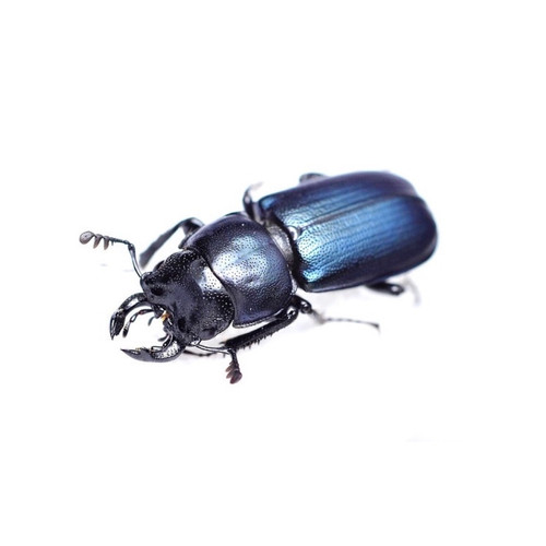 LIVE BEETLES FOR SALE PLATYCERUS OREGONENSIS