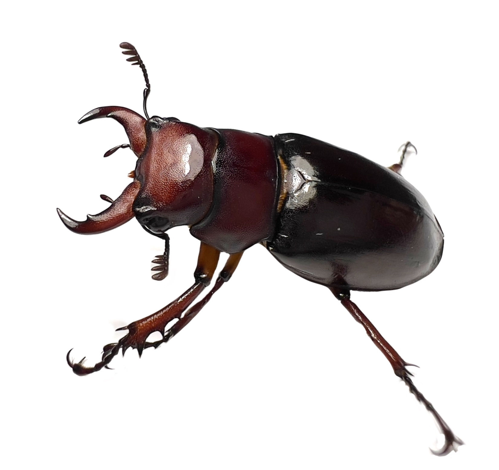Lucanus capreolus