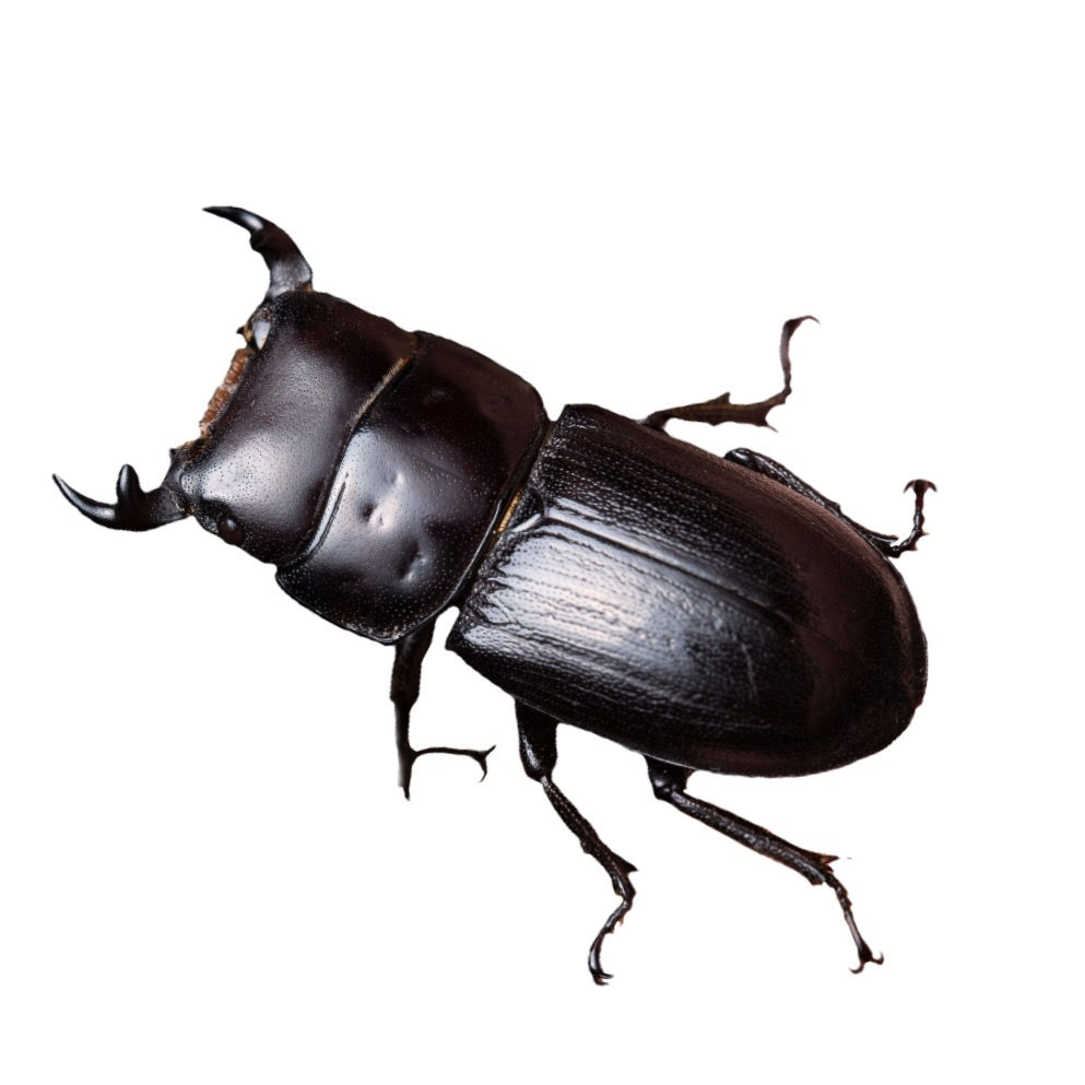 Dorcus parallelus, the Antelope Stag Beetle