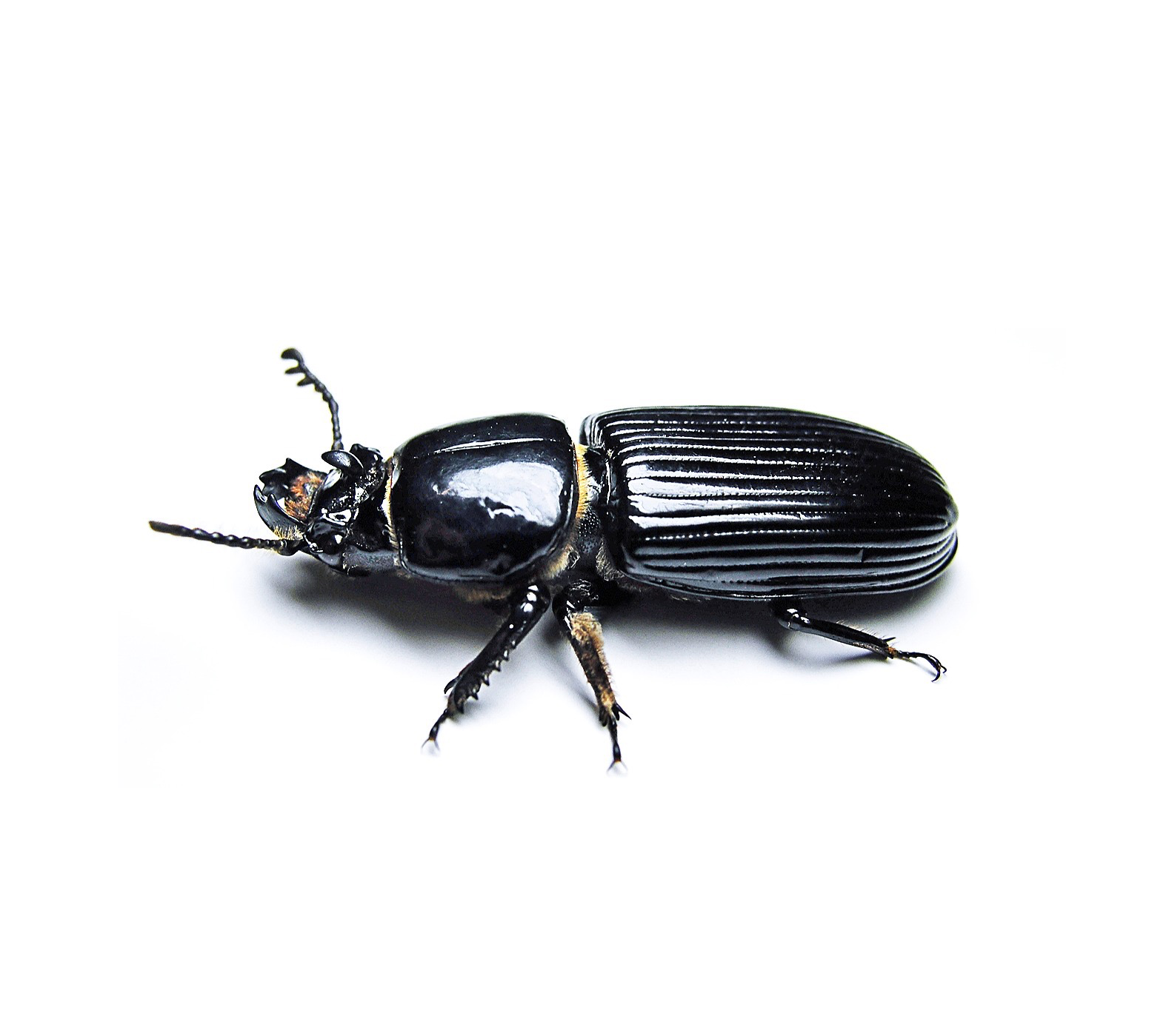 ODONTOTAENIUS DISJUNCTUS - BESS BEETLE