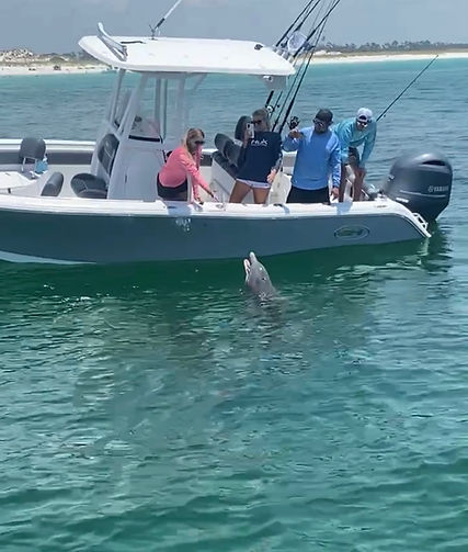 Dolphins with fisherman in Panama City Beach