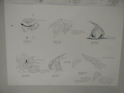 15418498_1165556490165515_2465725397669178875_o