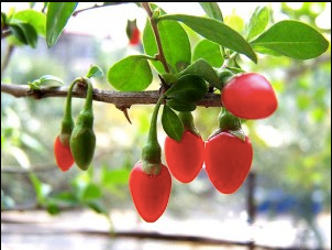 Le bacche di Goji