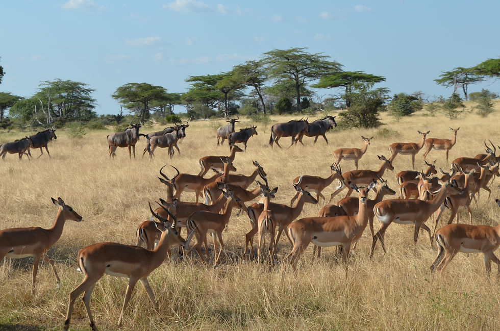 Zébus et Gazelles