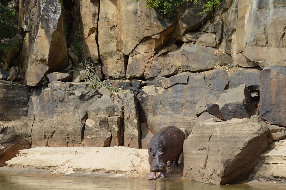 Hippopotame
