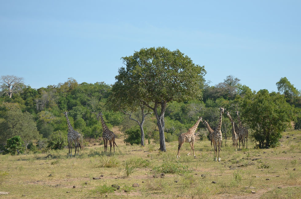 Girafes