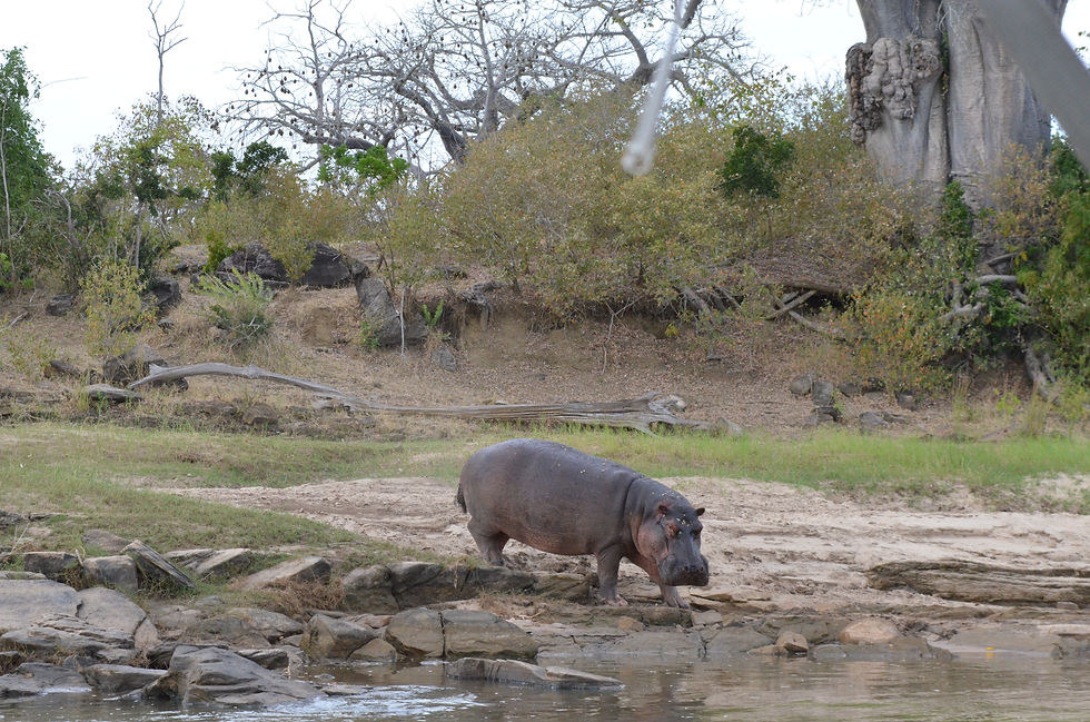 Hippopotame