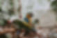 beautiful-colorful-macaw-parrots-thin-br