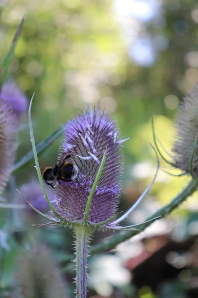 Grass growing in a pair of old brown work boots. Boots are standing in a brick wall with graffiti