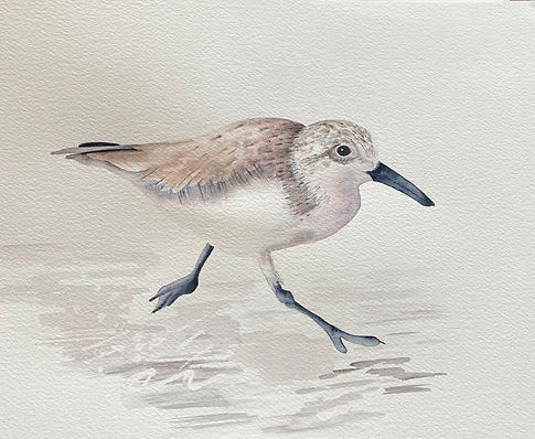 Sandpiper