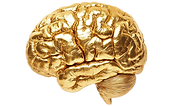 brain.png