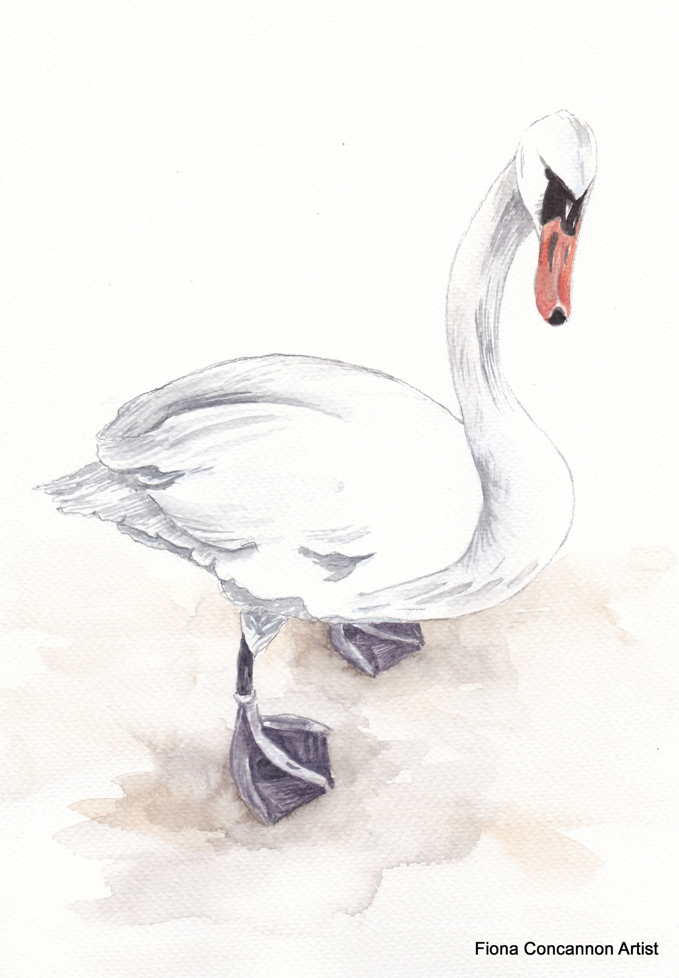 Claddagh Swan  - Print