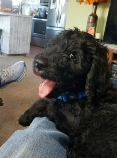 Ruger pup_edited.jpg