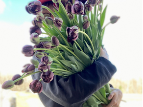 Tulipes - Fiche de culture