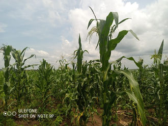 Agriculture part of citygate foundation