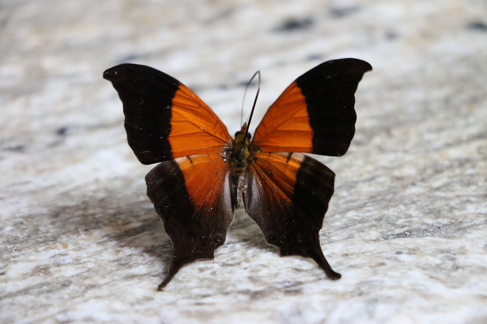Thumbnail: Marpesia Furcula (The Sunset Daggerwing)