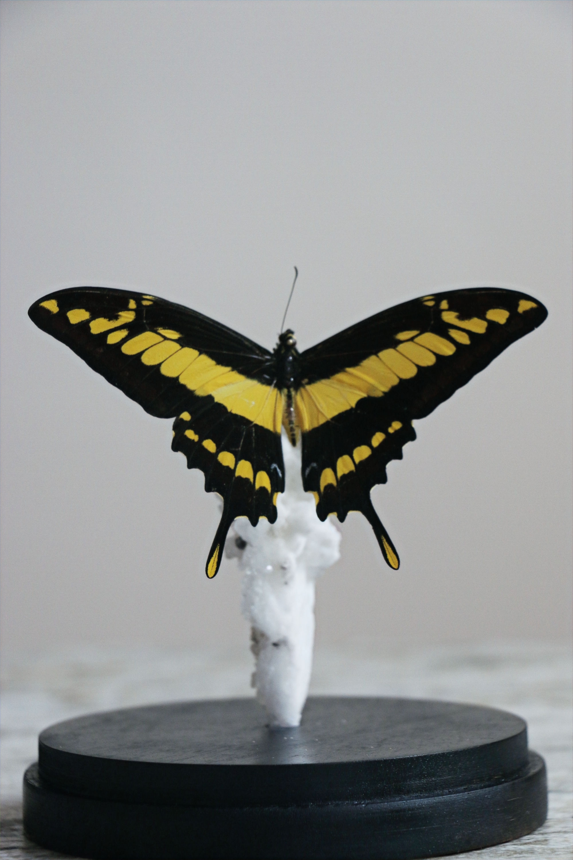 Papilio Thoas (King Swallowtail)