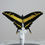 Thumbnail: Papilio Thoas (King Swallowtail)