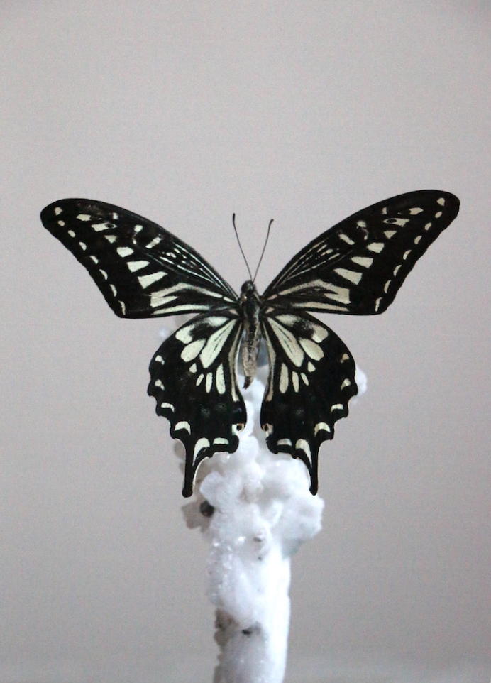 Thumbnail: Papilio Xuthus