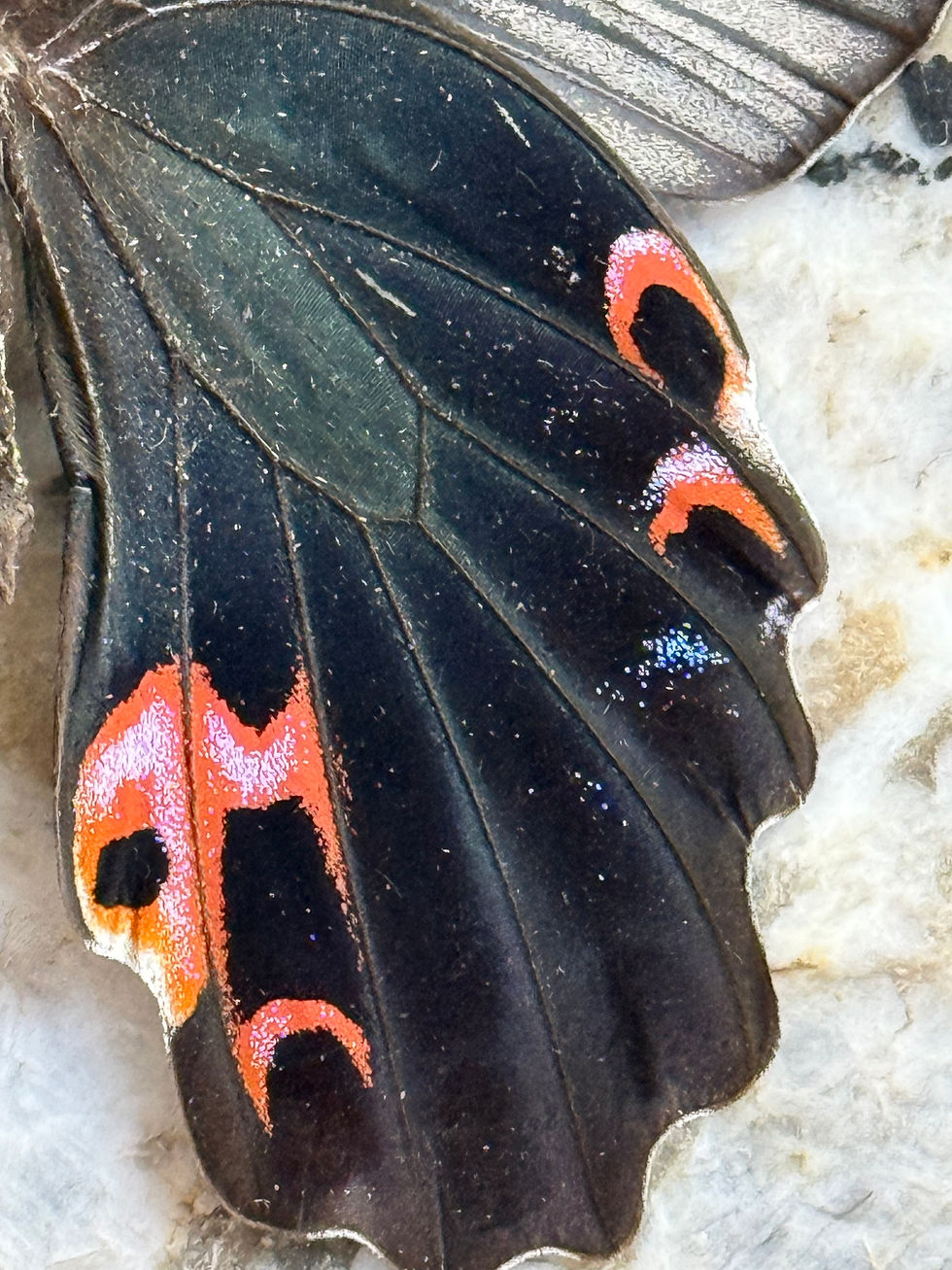 Thumbnail: Papilio Protenor