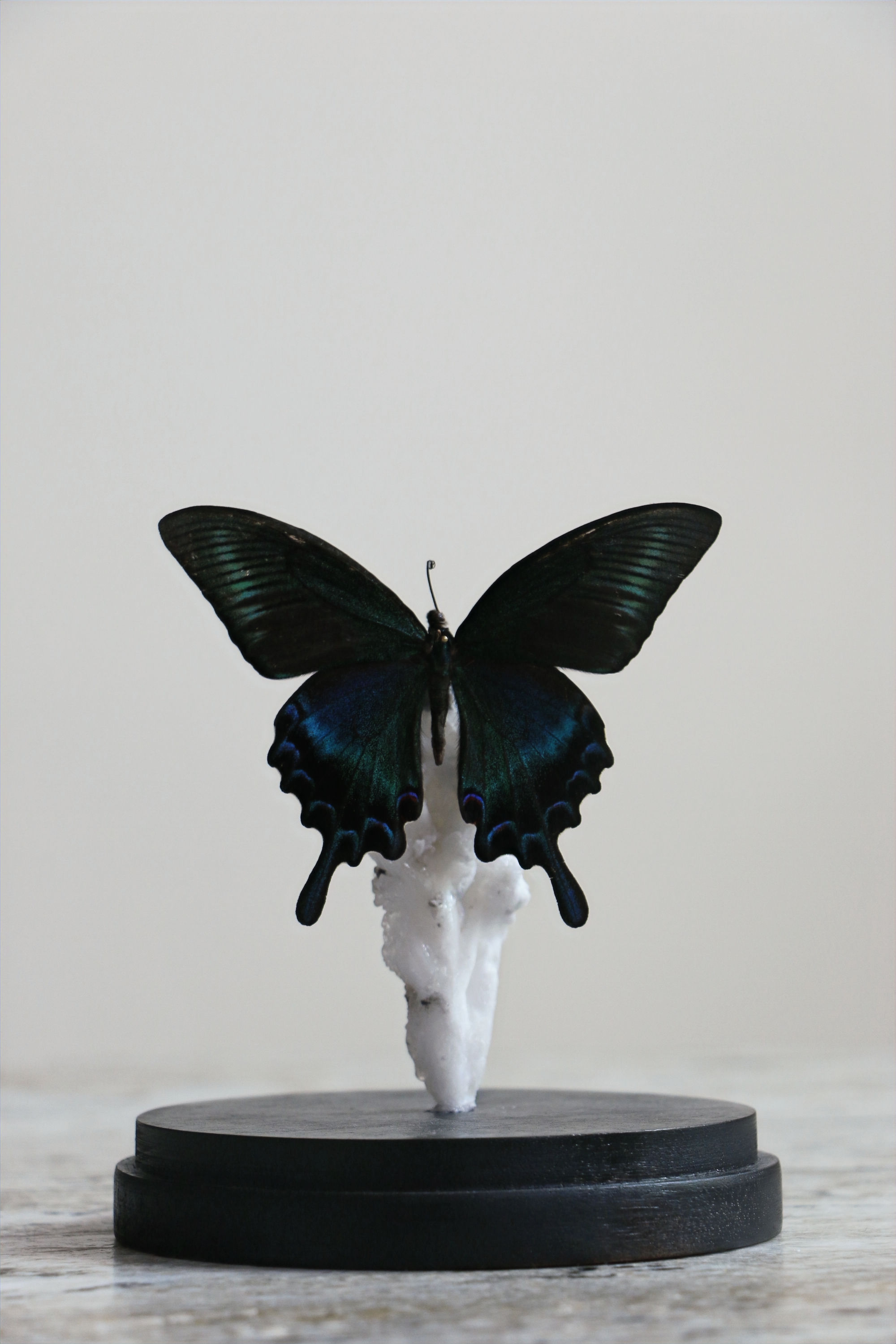 Papilio Maackii (Alpine Black Swallowtail)