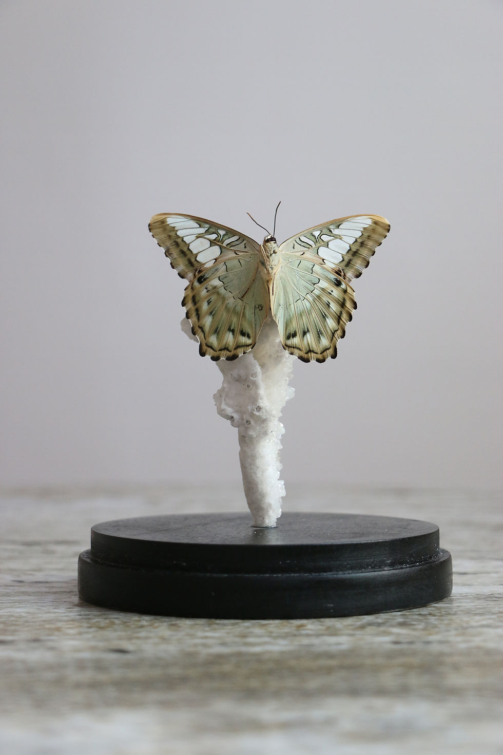 Thumbnail: Parthenos Sylvia