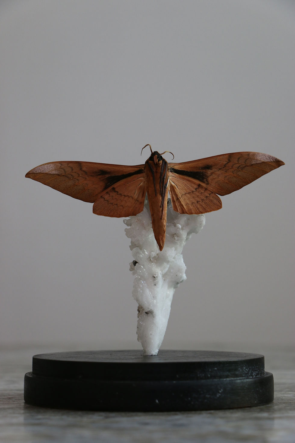 Thumbnail: Clanis Undulosa Gigantea (Wavy Velvet Hawkmoth)