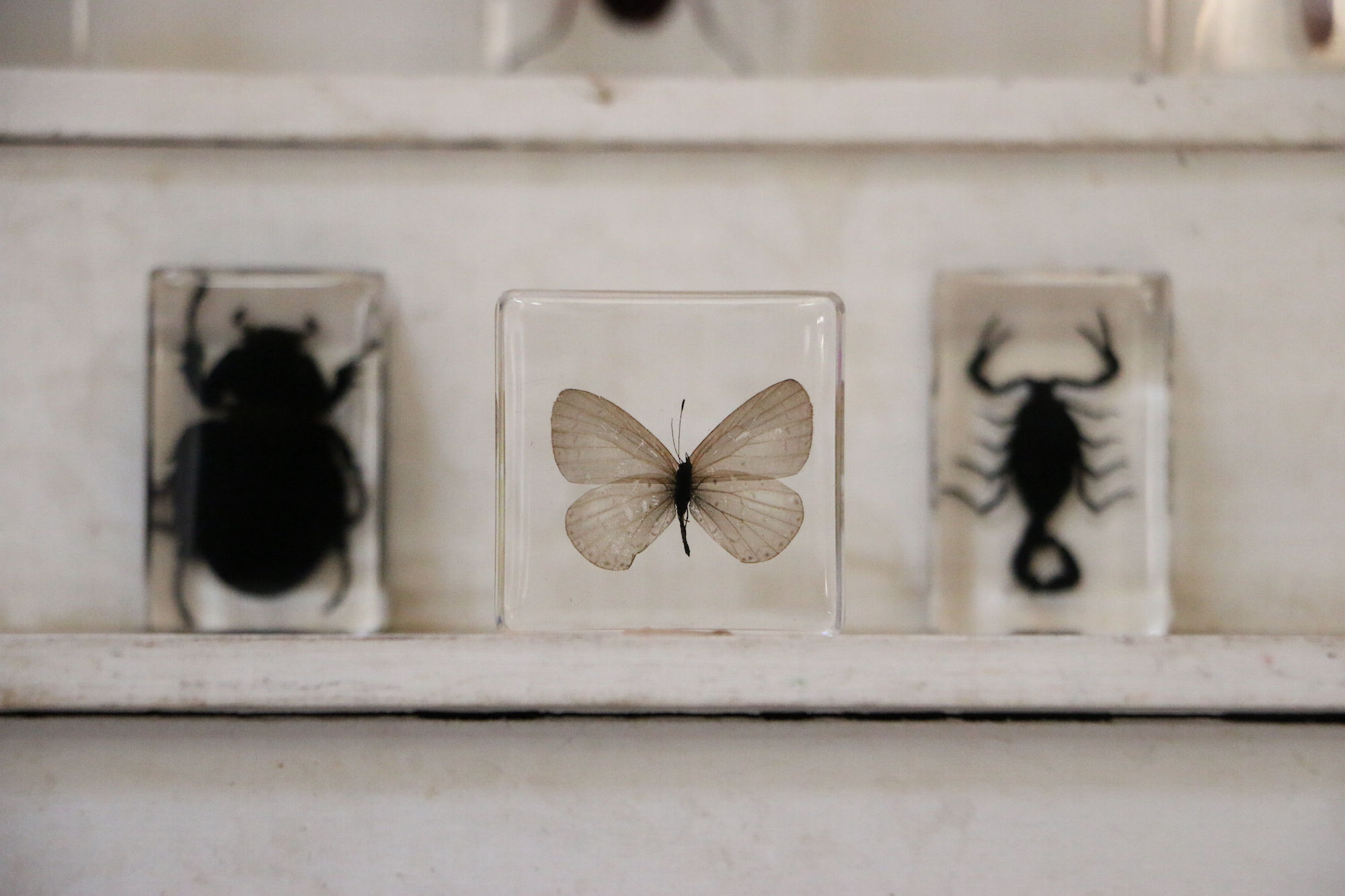 Lycaenidae Butterfly In Resin