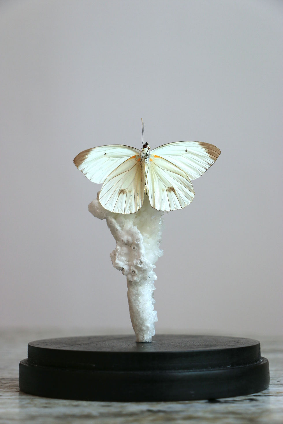 Thumbnail: Glutophrissa Drusilla