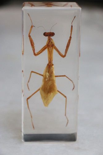 Giant Asian Yellow Praying Mantis In Resin | VIOLET EYES