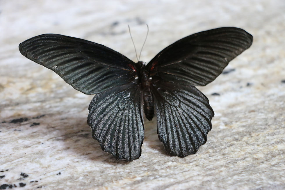 Thumbnail: Papilio Memnon Agenor