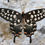 Thumbnail: Papilio Antenor (Madagascar Giant Swallowtail)