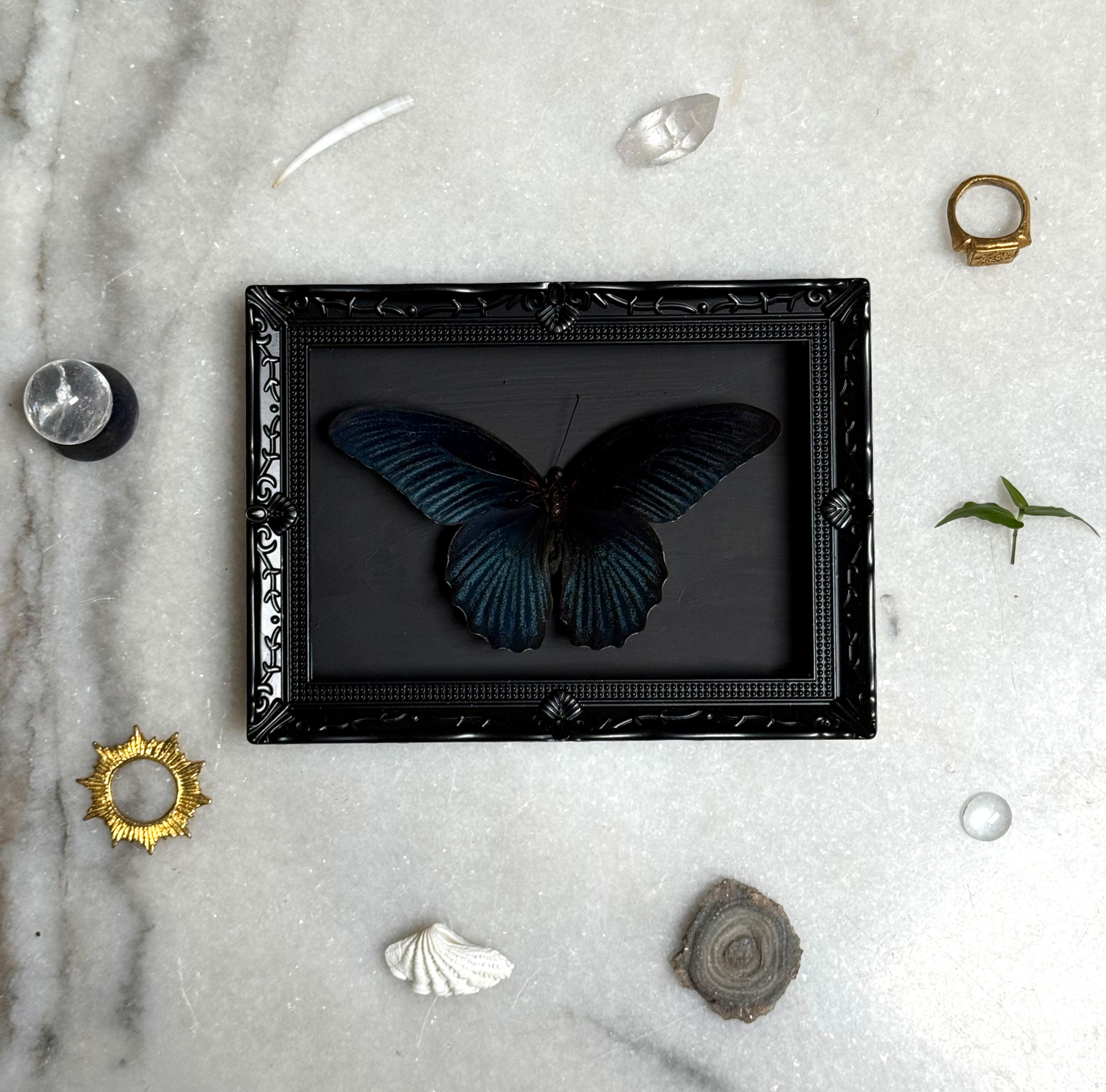 Black on Black - Framed Papilio Memnon