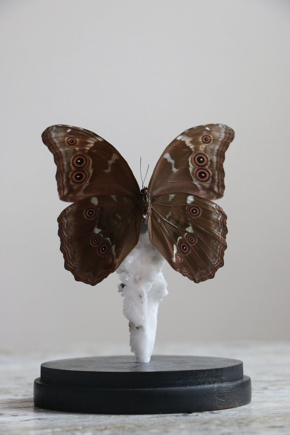 Thumbnail: Morpho Didius