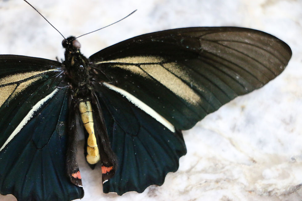 Thumbnail: Battus Belus