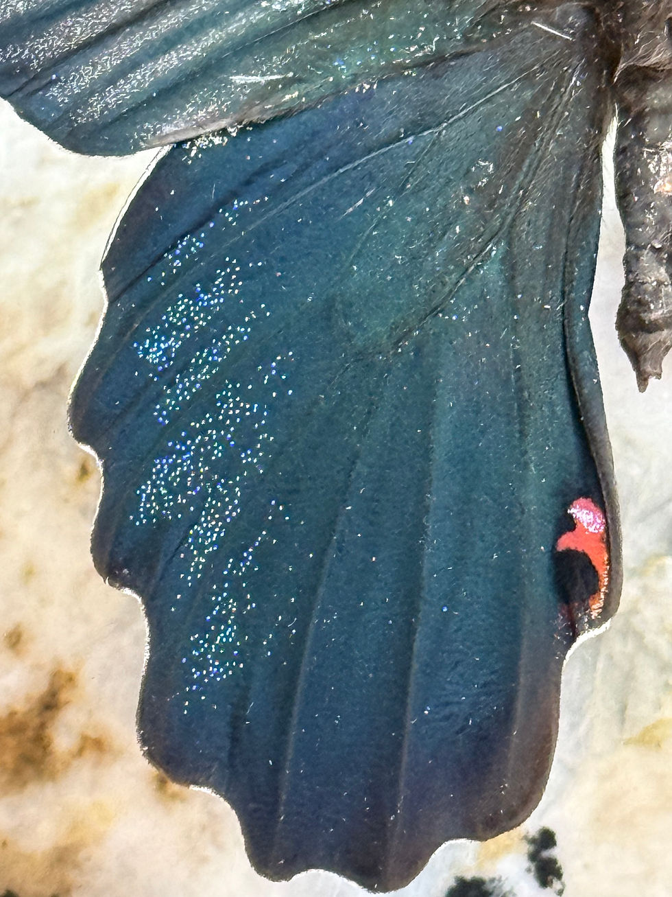 Thumbnail: Papilio Protenor