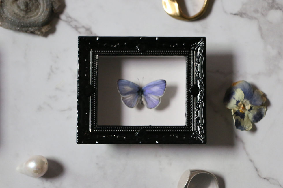 Thumbnail: Tiny Framed Udara Dilecta