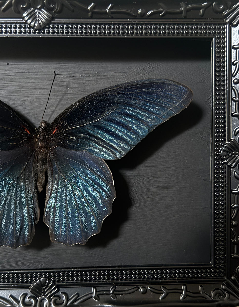 Thumbnail: Black on Black - Framed Papilio Memnon