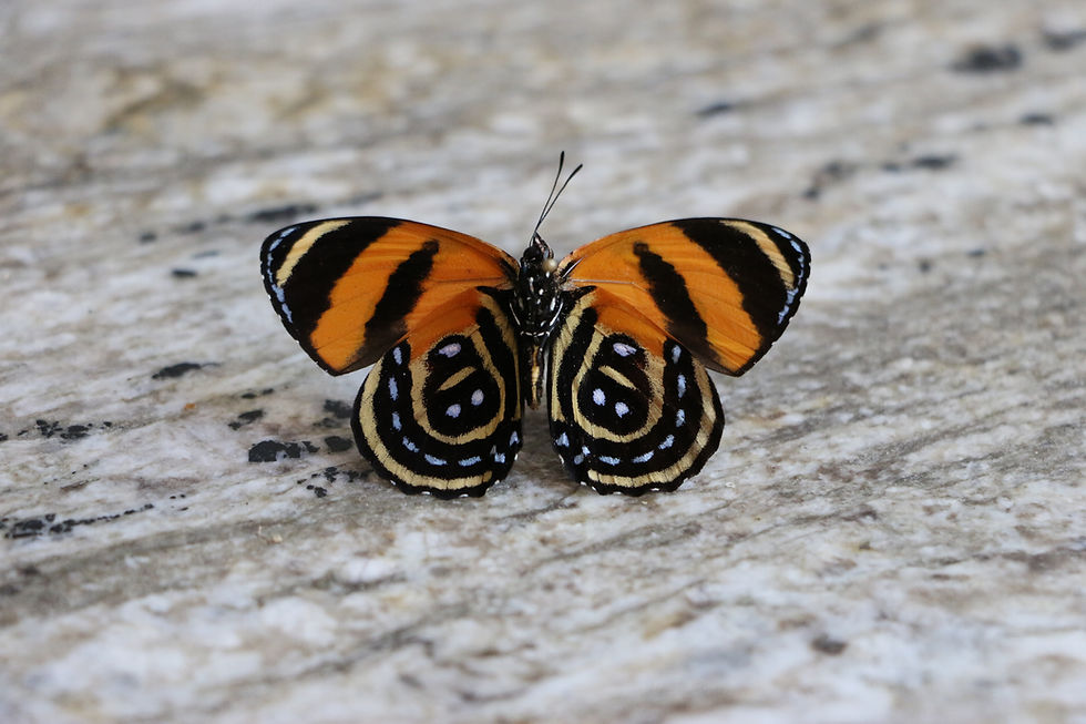 Thumbnail: Callicore Cynosura