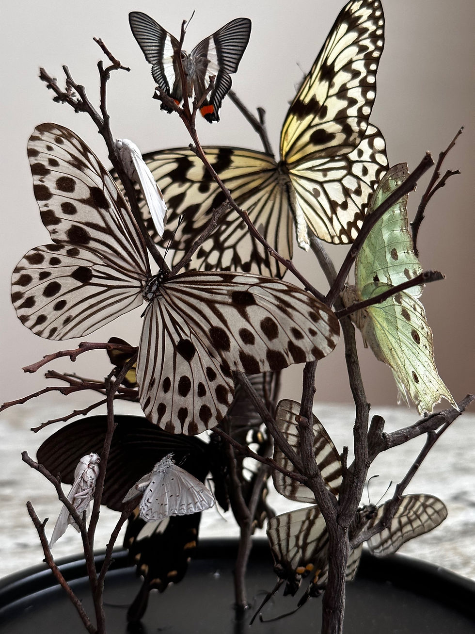Thumbnail: Victorian Butterfly Display Dome - Large