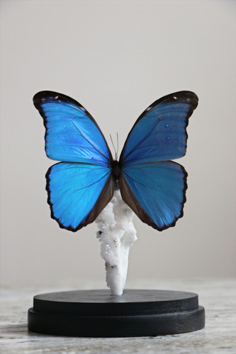 Morpho Didius | VIOLET EYES